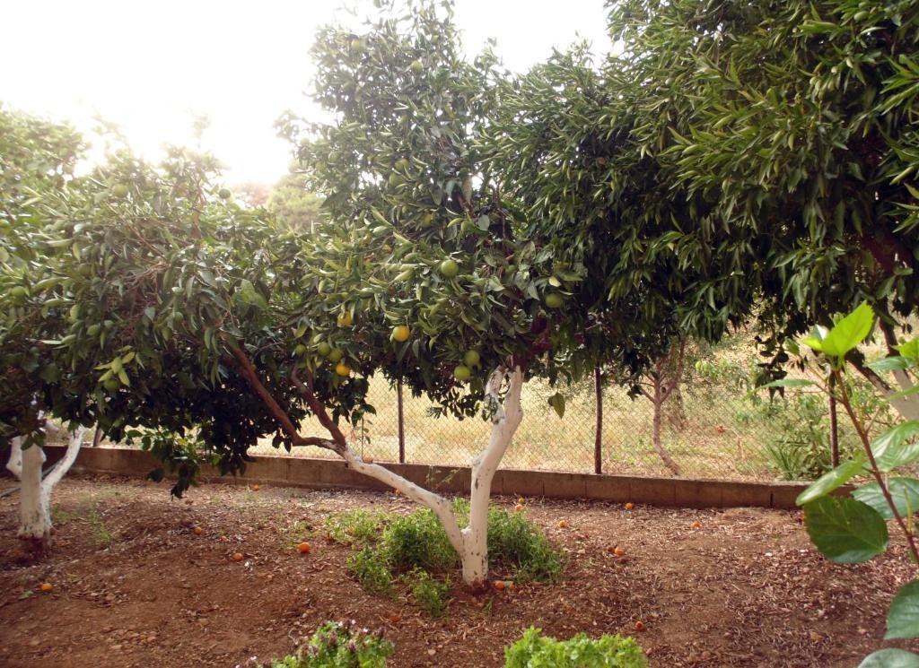 פטיטיריון Villa Melini מראה חיצוני תמונה