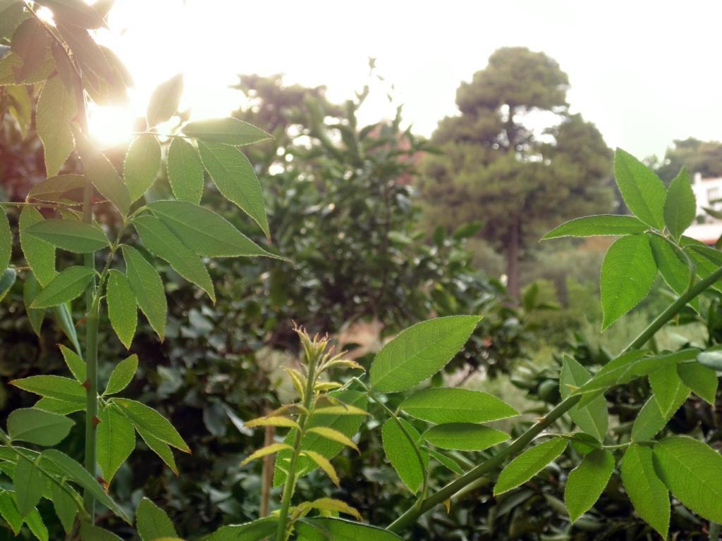 פטיטיריון Villa Melini חדר תמונה
